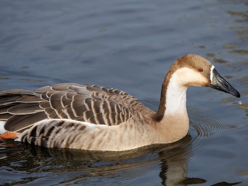 A large goose with a long neck, brown crown, and a distinctive black bill. (gallery image 2)