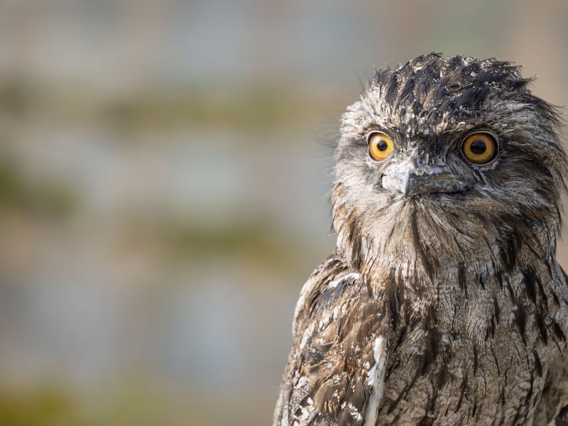 A bird with silver-grey mottled plumage and yellow eyes perfectly camouflaged against a branch. (gallery image 1)