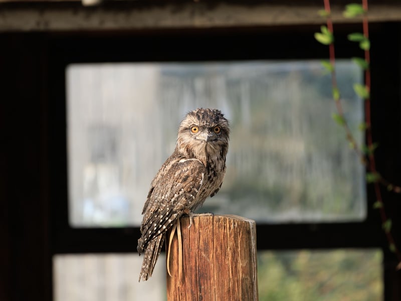 A bird with silver-grey mottled plumage and yellow eyes perfectly camouflaged against a branch. (gallery image 2)