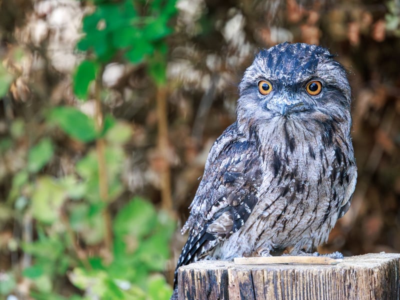 A bird with silver-grey mottled plumage and yellow eyes perfectly camouflaged against a branch. (gallery image 3)