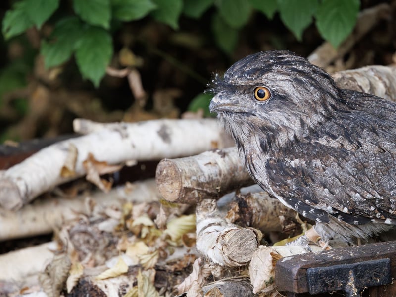 A bird with silver-grey mottled plumage and yellow eyes perfectly camouflaged against a branch. (gallery image 4)