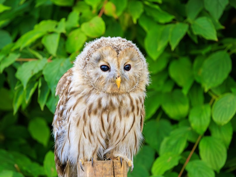 A stocky owl with mottled brown plumage, a rounded head, and large dark eyes. (gallery image 1)