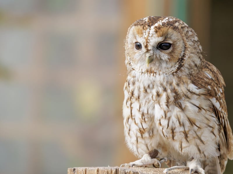 A stocky owl with mottled brown plumage, a rounded head, and large dark eyes. (gallery image 2)