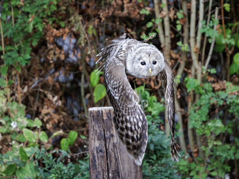 A stocky owl with mottled brown plumage, a rounded head, and large dark eyes. (gallery image 3)
