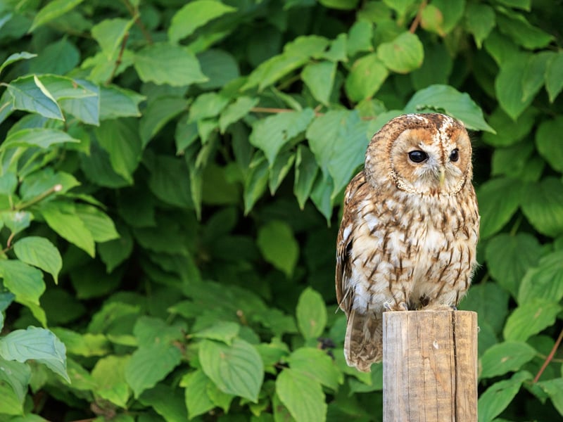 A stocky owl with mottled brown plumage, a rounded head, and large dark eyes. (gallery image 4)