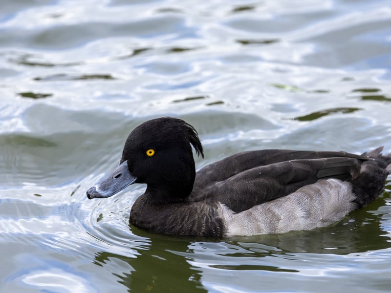 A small black duck with bright white sides, a yellow eye, and a distinct thin head tuft. (gallery image 1)