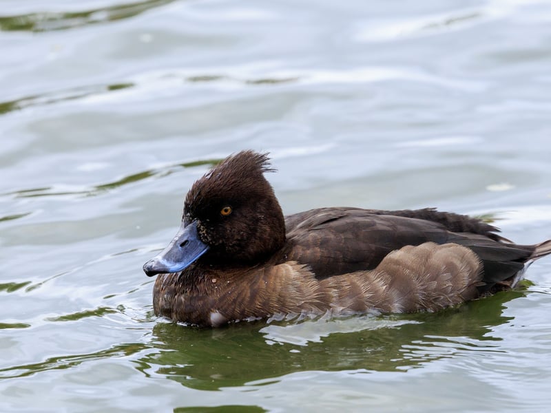A small black duck with bright white sides, a yellow eye, and a distinct thin head tuft. (gallery image 2)