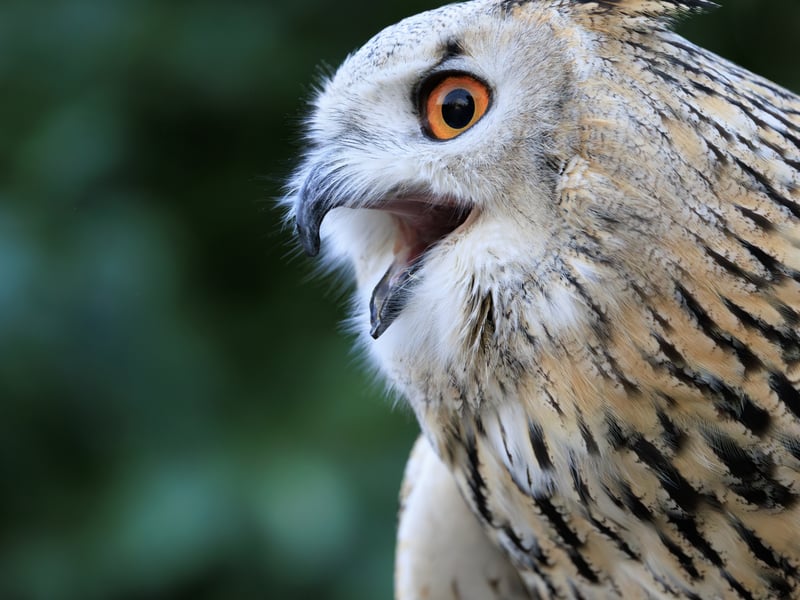 A massive owl with very pale, mottled plumage, prominent ear tufts, and glowing orange eyes. (gallery image 1)