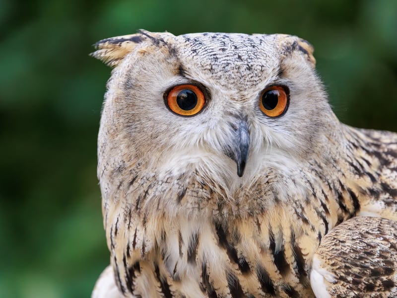A massive owl with very pale, mottled plumage, prominent ear tufts, and glowing orange eyes. (gallery image 2)