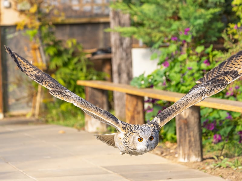 A massive owl with very pale, mottled plumage, prominent ear tufts, and glowing orange eyes. (gallery image 3)