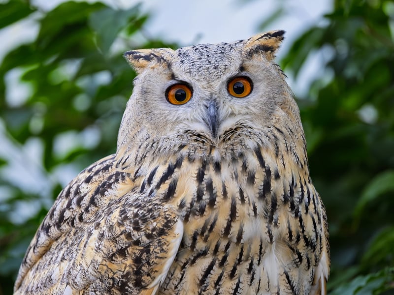 A massive owl with very pale, mottled plumage, prominent ear tufts, and glowing orange eyes. (gallery image 4)