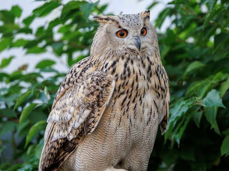 A massive owl with very pale, mottled plumage, prominent ear tufts, and glowing orange eyes. (gallery image 5)