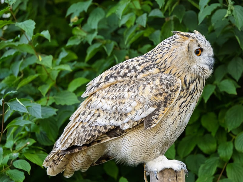 A massive owl with very pale, mottled plumage, prominent ear tufts, and glowing orange eyes. (gallery image 6)