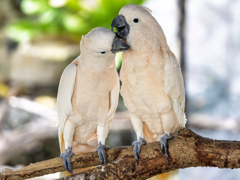 A large white parrot with a broad, backwards-curving crest and yellow wing undersides. (gallery image 2)