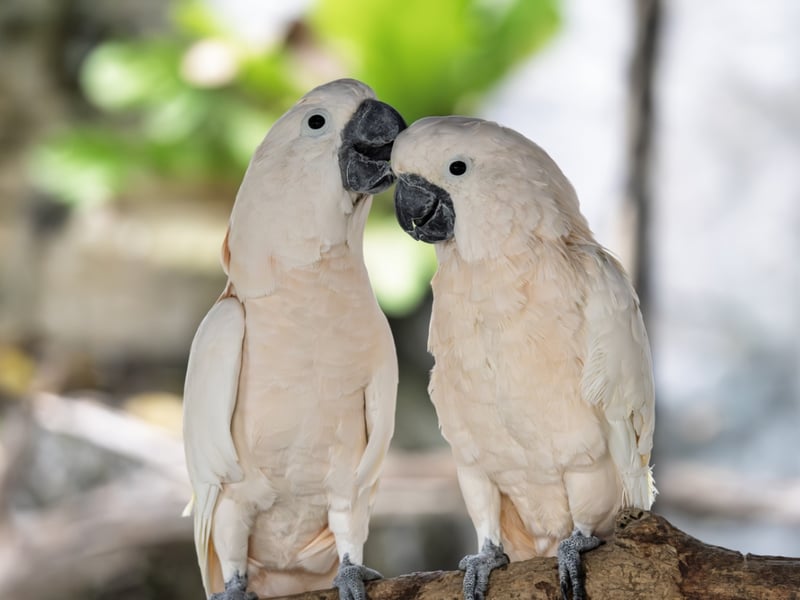 A large white parrot with a broad, backwards-curving crest and yellow wing undersides. (gallery image 3)