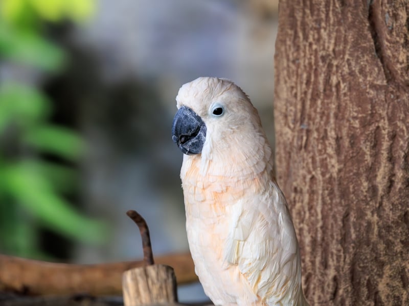 A large white parrot with a broad, backwards-curving crest and yellow wing undersides. (gallery image 1)