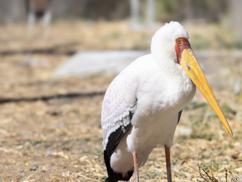 A white stork with black flight feathers, a bright yellow bill, and a red face. (gallery image 1)