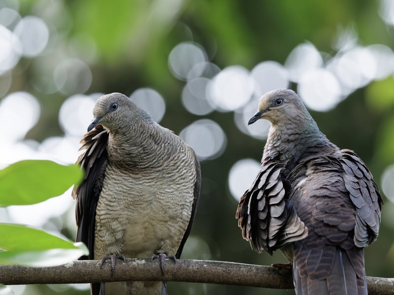A small brownish-grey dove with black and white horizontal bars on its neck. (gallery image 1)