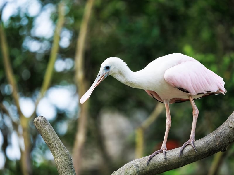 A tall white bird with a unique flat, grey, spoon-like bill wading in shallow water. (gallery image 1)