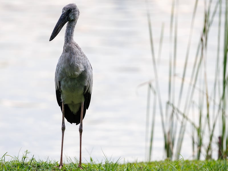 An Asian Openbill stork standing with its distinctive open bill visible, showing grey-white plumage and glossy black wing feathers. (gallery image 2)