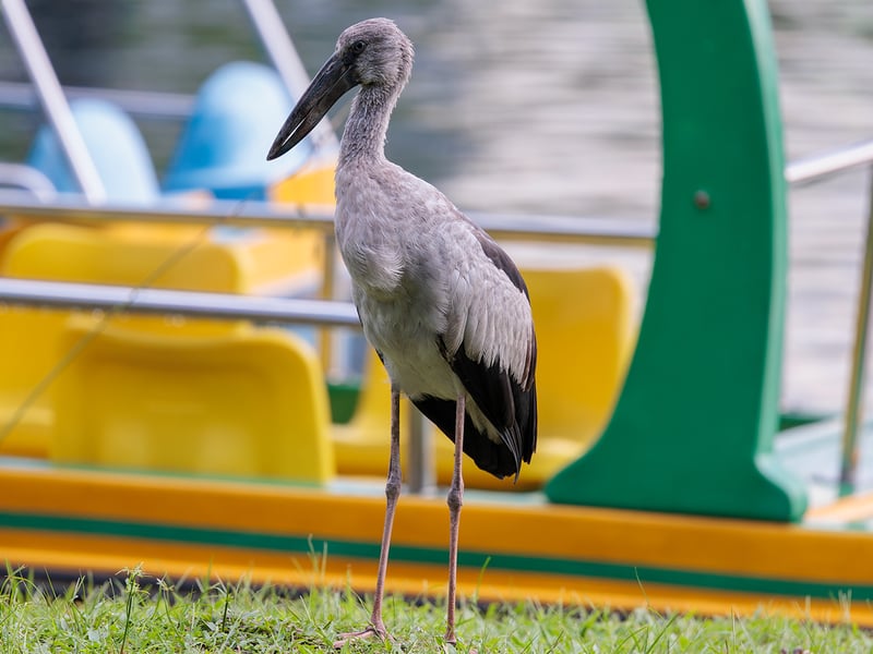 An Asian Openbill stork standing with its distinctive open bill visible, showing grey-white plumage and glossy black wing feathers. (gallery image 1)