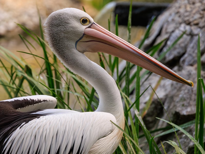 A large white pelican with black wings and a huge pink bill resting near a body of water. (gallery image 1)