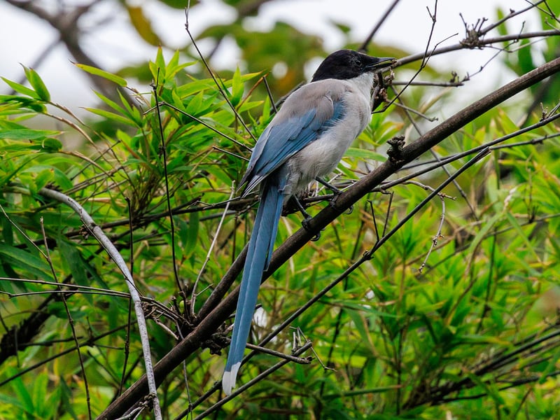 An azure-winged magpie with a black cap, pale grey body and blue wings perched on a branch among green leaves. (gallery image 2)