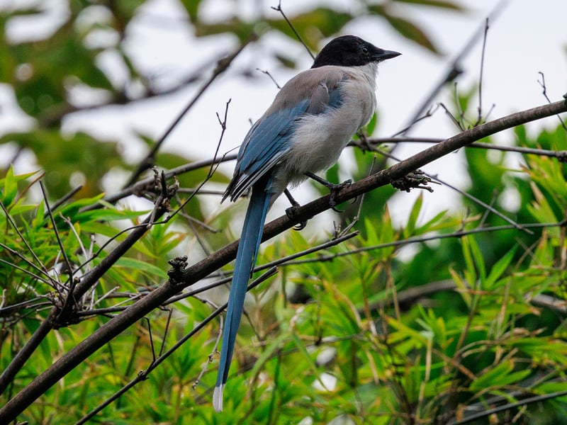 An azure-winged magpie with a black cap, pale grey body and blue wings perched on a branch among green leaves. (gallery image 1)