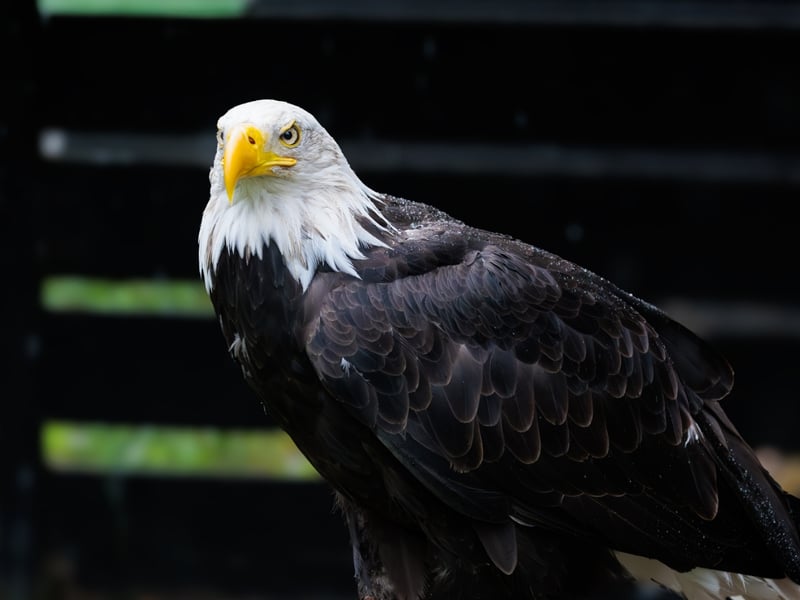 A powerful raptor with a dark brown body, bright white head and tail, and yellow beak. (gallery image 2)