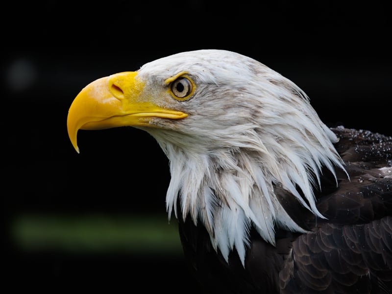A powerful raptor with a dark brown body, bright white head and tail, and yellow beak. (gallery image 3)