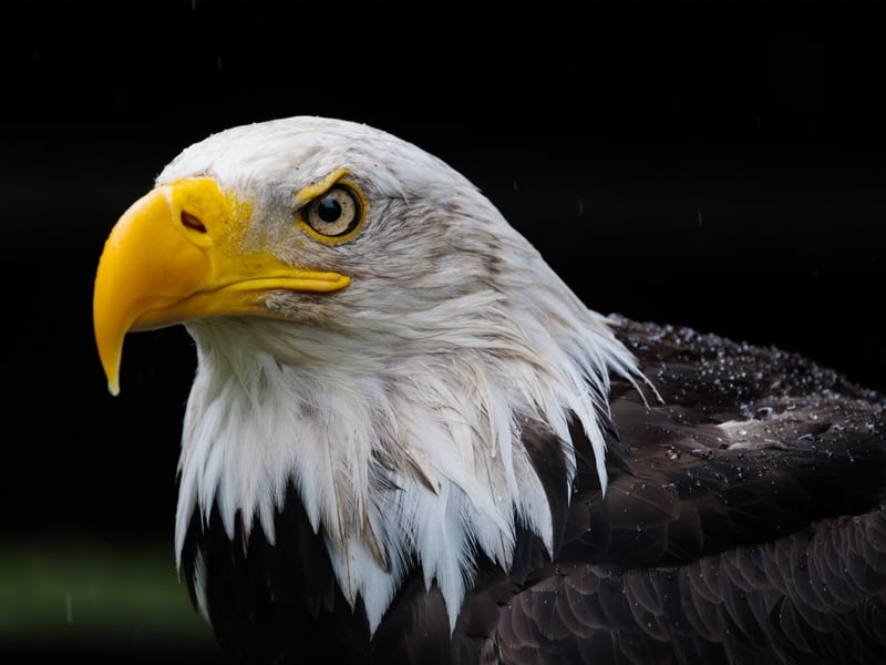 A powerful raptor with a dark brown body, bright white head and tail, and yellow beak. (gallery image 1)