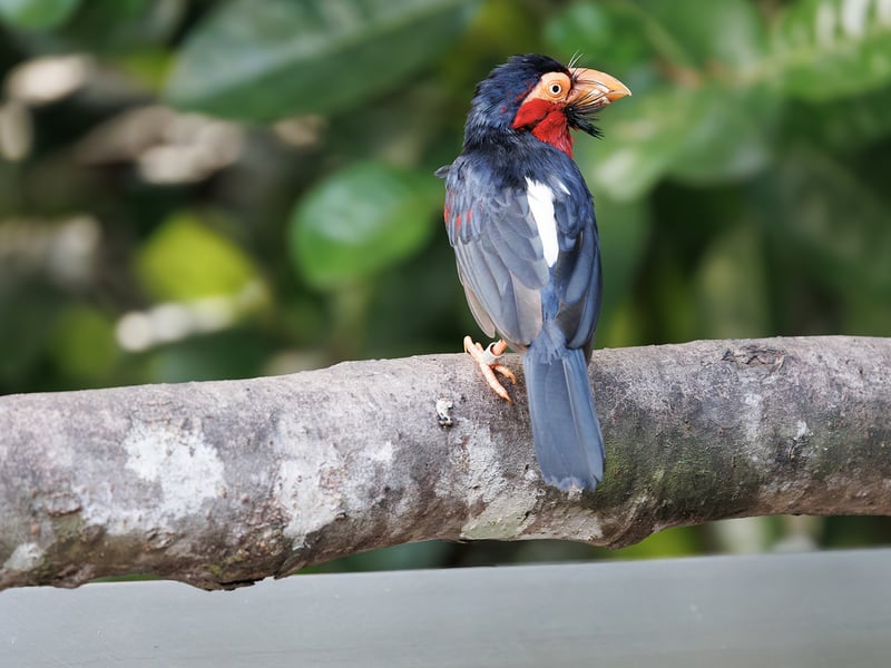 A brightly colored bird with a black back, a vibrant red chest, a massive pale bill, and prominent bristles around its face. (gallery image 1)