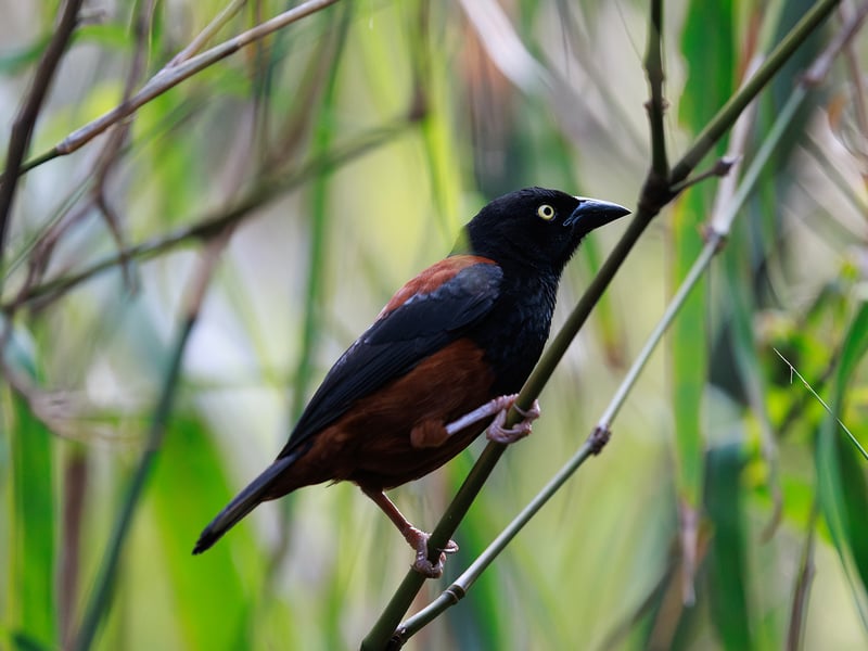 A stunning black bird with a bright crimson breast patch perched on a mossy branch in a misty montane forest. (gallery image 1)