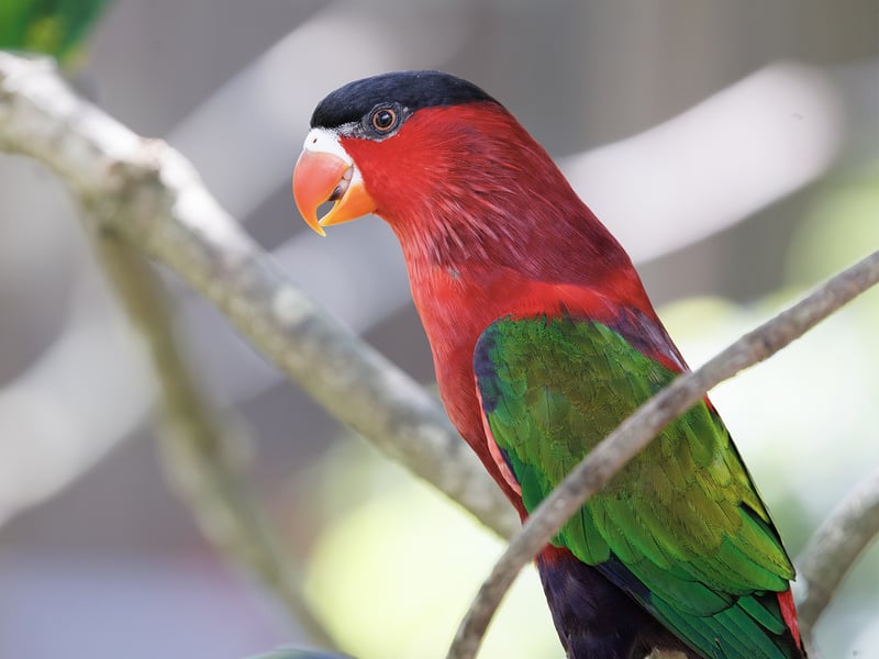 A vibrant Black-capped Lorry with a red body, blue underparts, green wings, and a black cap perched on a branch. (gallery image 1)