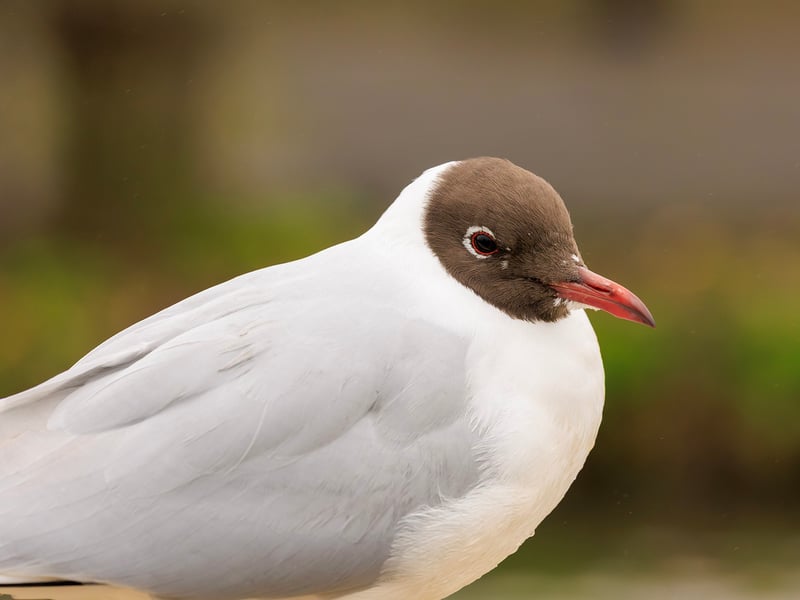 A small grey and white gull with a chocolate-brown head, bright red legs, and a red beak. (gallery image 1)