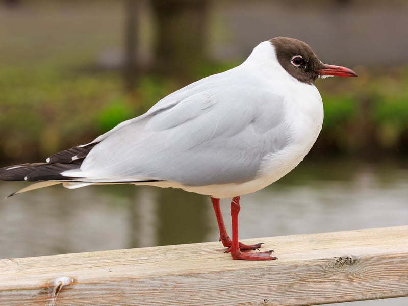 A small grey and white gull with a chocolate-brown head, bright red legs, and a red beak. (gallery image 2)