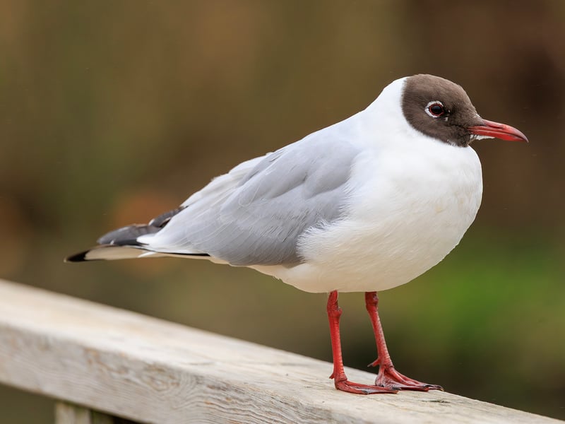 A small grey and white gull with a chocolate-brown head, bright red legs, and a red beak. (gallery image 3)