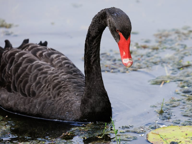 A graceful black bird with a bright red bill swimming on a calm lake. (gallery image 2)