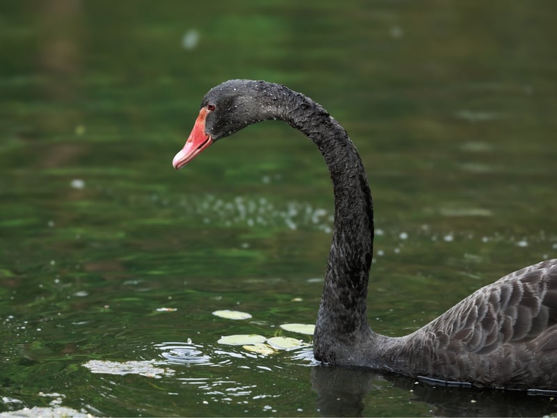 A graceful black bird with a bright red bill swimming on a calm lake. (gallery image 1)