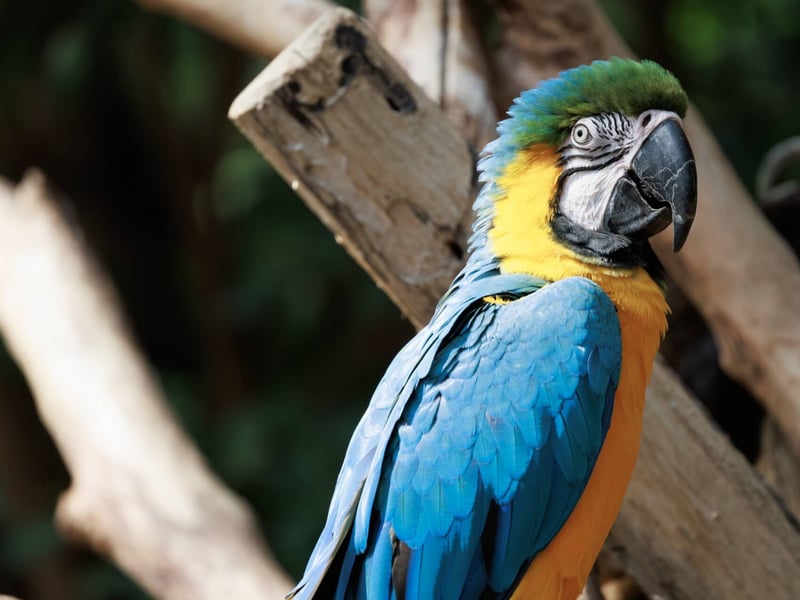 A large parrot with turquoise-blue upperparts and bright golden-yellow underparts. (gallery image 2)