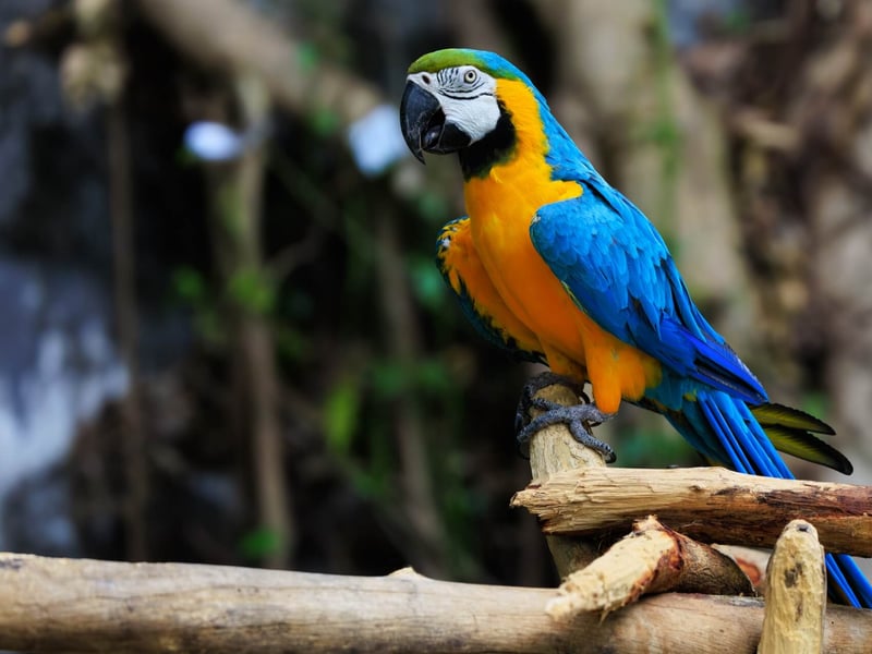 A large parrot with turquoise-blue upperparts and bright golden-yellow underparts. (gallery image 1)