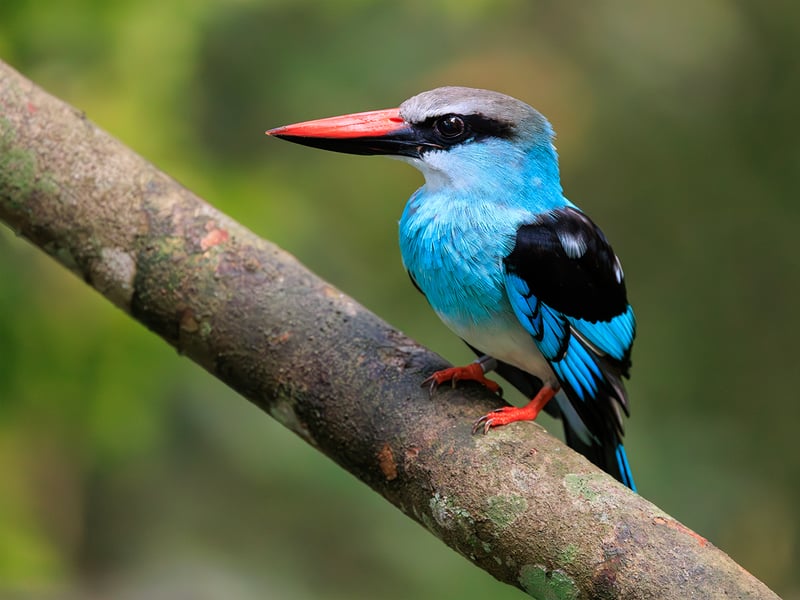 A Blue-breasted Kingfisher perched on a branch, displaying its bright blue head and back, distinctive blue breast band, and two-toned red and black bill. (gallery image 1)