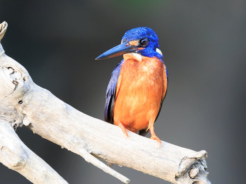 A small Blue-eared Kingfisher with deep metallic blue upperparts and orange underparts, perched on a branch above water. (gallery image 2)