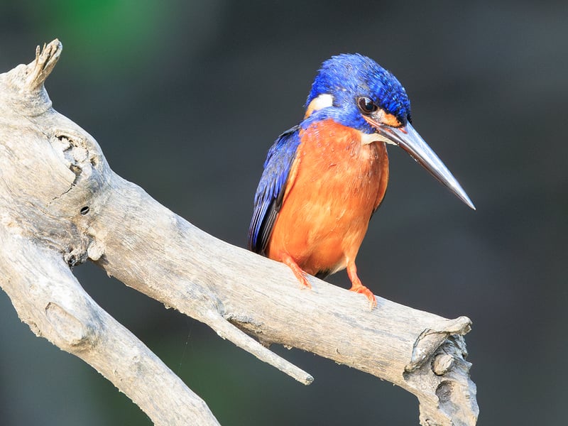 A small Blue-eared Kingfisher with deep metallic blue upperparts and orange underparts, perched on a branch above water. (gallery image 1)