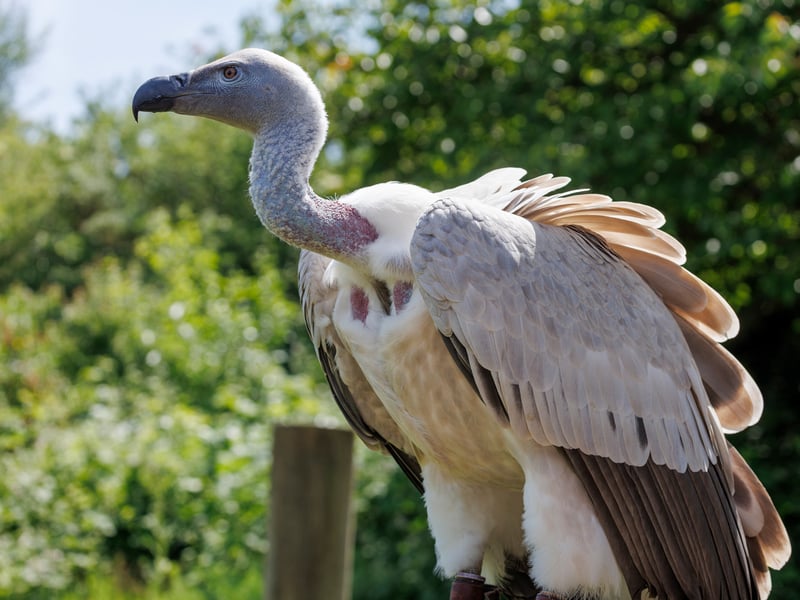 A large vulture with pale cream plumage, a bare pinkish neck and head, perched on a rocky cliff edge. (gallery image 1)