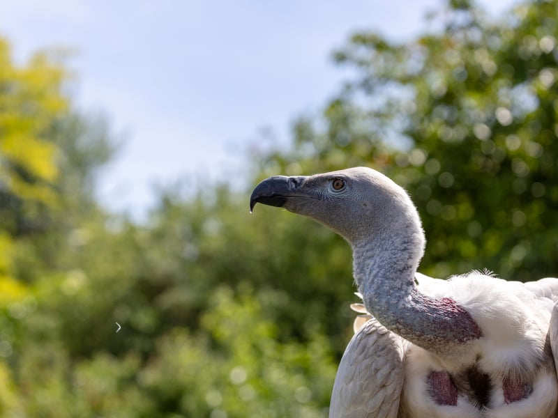 A large vulture with pale cream plumage, a bare pinkish neck and head, perched on a rocky cliff edge. (gallery image 2)