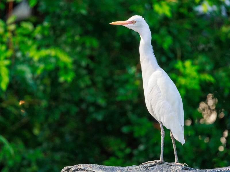 A small white egret with buff-colored breeding plumes standing in a grassy field near grazing cattle. (gallery image 1)
