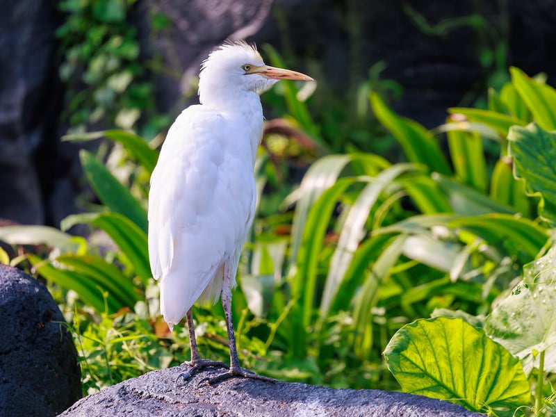 A small white egret with buff-colored breeding plumes standing in a grassy field near grazing cattle. (gallery image 2)