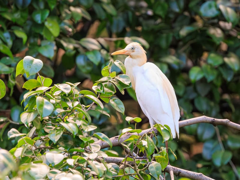 A small white egret with buff-colored breeding plumes standing in a grassy field near grazing cattle. (gallery image 3)