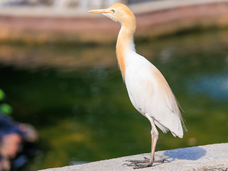 A small white egret with buff-colored breeding plumes standing in a grassy field near grazing cattle. (gallery image 4)
